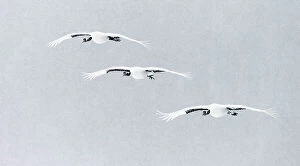 East Asia Collection: Japanese / Red-crowned crane (Grus japonicus) three in flight, Hokkaido Japan February
