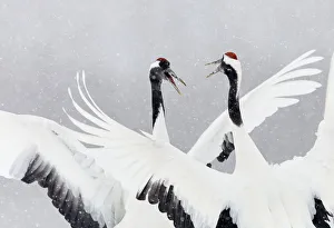 Japanese / Red-crowned crane (Grus japonicus) two calling and dancing, part of bonding
