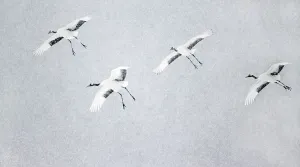 Prints of Japanese / Red-crowned crane (Grus japonicus) four coming into land, Hokkaido Japan February Japanese / Red-crowned crane (Grus japonicus) four coming into land