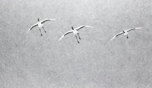 Gruidae Prints: Japanese / Red-crowned crane (Grus japonicus) three coming into land, Hokkaido Japan