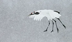Japanese / Red-crowned crane (Grus japonicus) two coming into land, Hokkaido Japan February