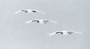 Japanese / Red-crowned crane (Grus japonicus) three in flight, Hokkaido Japan February