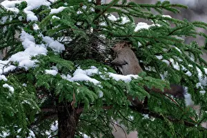 Rodentia Prints: Japanese red squirrel (Sciurus vulgaris orientis) constructing nest to prepare for upcoming reproductive season