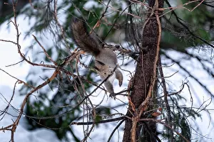 Rodentia Prints: Japanese red squirrel (Sciurus vulgaris orientis)