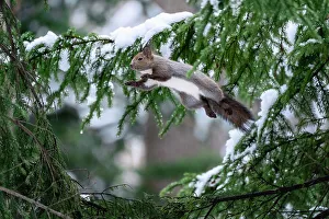 Japanese red squirrel (Sciurus vulgaris orientis) leaping among branches of fir tree (Abies sp)