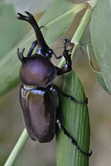 2018 December Highlights Collection: Japanese Rhinoceros beetle (Allomyrina dichotoma dichotoma) male, Guangshui, Hubei province, China
