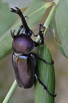 Japanese Rhinoceros beetle (Allomyrina dichotoma dichotoma) male, Guangshui, Hubei province, China