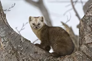 Japanese sable (Martes zibellina) resting in tree, Kamchatka, far east Russia, May