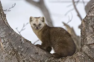 Japanese sable (Martes zibellina) resting in tree, Kamchatka, far east Russia, May Japanese sable (Martes zibellina) resting in tree, Kamchatka, far east Russia, May