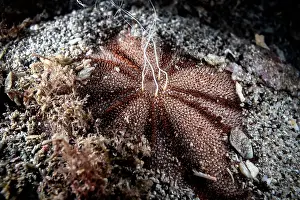 Echinoderm Prints: Japanese sea biscuit urchin (Clypeaster japonicus) male