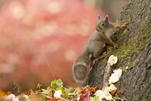 Chubu Prints: Japanese squirrel (Sciurus lis) portrait with autumn leaves