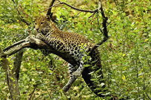Vulnerable Collection: Javan leopard (Panthera pardus melas) captive, endemic to Java. Endemic
