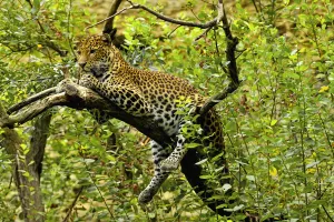 Vulnerable Collection: Javan leopard (Panthera pardus melas) captive, endemic to Java. Endemic