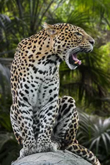 Javan leopard (Panthera pardus melas) roaring, native to the Indonesian island of Java