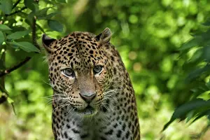 Leopards Prints: Javan leopard (Panthera pardus melas) stalking prey in tropical rain forest