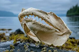 December 2022 Highlights Gallery: Jaws of Salmon shark (Lamna ditropis), Prince William Sound, Alaska, USA. July