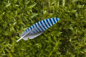 Yorkshire Prints: Jay (Garrulus glandarius) feather, on mossy ground, Yorkshire. UK. March, 2011