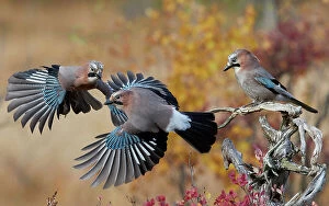 Behavioural Gallery: Jay (Garrulus glandarius), two fighting in mid-air with another observing. Norway