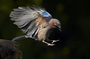 Images Dated 14th May 2008: Jay (Garrulus glandarius) landing at water, Pusztaszer, Hungary, May 2008