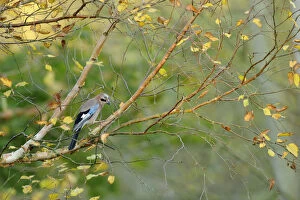 Images Dated 17th April 2013: Jay (Garrulus glandarius) perched on branch with birch with autumn leaves, Kent, UK
