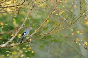 Songbirds Prints: Jay (Garrulus glandarius) perched on branch with birch with autumn leaves, Kent, UK
