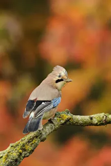 Jay (Garrulus glandarius) perched on dead branch in autumn, Kent, UK. October 2012