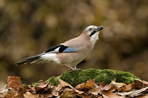 Images Dated 29th April 2009: Jay (Garrulus glandarius) perched on tree root in Beech wood, Hertfordshire, England