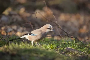 2020VISION 2 Gallery: Jay (Garrulus glandarius). Scotland, UK, March