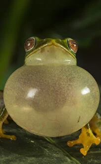 Yashpal Rathore Gallery: Jayarami Bush frog (Raorchestes jayarami), inflating vocal sac, calling to attract mate