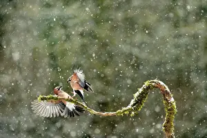 Garrulus Prints: Jays (Garrullus glandarius) fighting for food in winter in snow