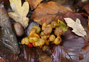 2020 September Highlights Gallery: Jelly babies fungus (Leotia lubrica), Penn Wood, Buckinghamshire, England, November