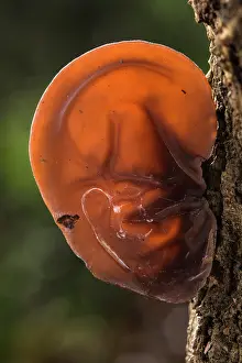 Lazio Prints: Jelly ear (Auricularia auricula-judae) fungus growing on tree trunk, Rome, Italy. February