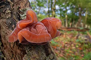 Fungi Prints: Jelly ear fungus (Auricularia auricula-judae) fruit body on tree stump in forest in autumn