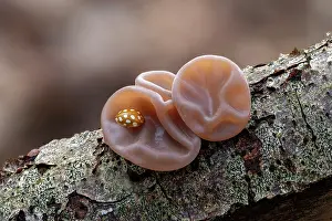 Fungi Prints: Jelly ear fungus (Auricularia auricula-judae) growing on a branch