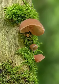 Fungi Prints: Jelly ear fungus (Auricularia auricula-judae) growing on tree trunk
