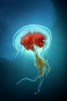 Jellyfish (Diplulmaris antarctica) Cuverville, Antarctic Peninsula, Antarctica