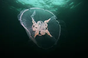 Images Dated 18th February 2010: Jellyfish, Mull, Scotland, June 2009