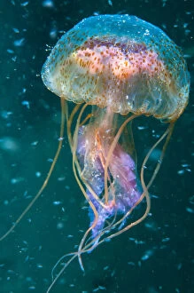 Jellyfish (Pelagia noctiluca) amongst plankton, Shetland Isles, Scotland