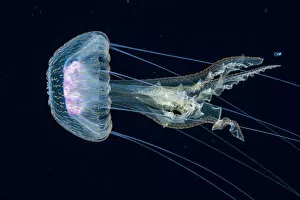 Jellyfish, probably a purple stinger (Pelagia noctiluca) at night in the Sargasso Sea