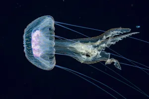 Scyphozoa Prints: Jellyfish, probably a purple stinger (Pelagia noctiluca) at night in the Sargasso Sea