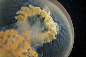 Scyphozoa Prints: Jellyfish (Rhizostoma luteum) bell detail, Portugal, Atlantic Ocean