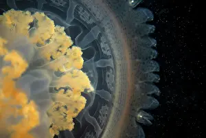 Scyphozoa Prints: Jellyfish (Rhizostoma luteum) bell detail, Portugal, Atlantic Ocean