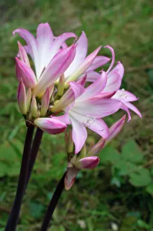 Alien Species Prints: Jersey lily (Amaryllis belladonna) in flower