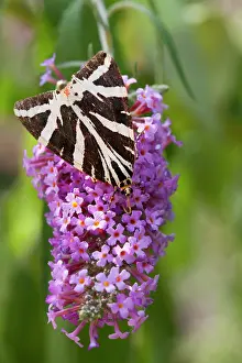 Noctuid Prints: Jersey tiger moth (Euplagia quadripunctaria) on Buddleia flower