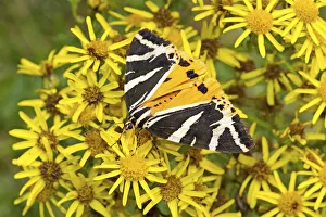 Noctuid Prints: Jersey tiger moth (Euplagia quadripunctaria) with less common yellow colour variation