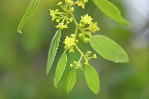 Greece Prints: Jerusalem thorn tree (Paliurus spina-christi) flowering in coastal scrubland