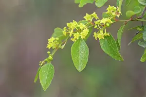 Jerusalem thorn tree (Paliurus spina-christi) flowering in coastal scrubland, Corfu, Greece. May