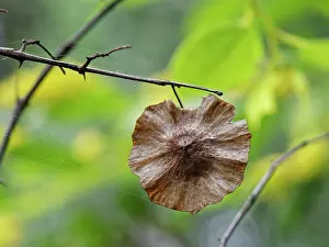 Pods Prints: Jerusalem thorn tree (Paliurus spina-christi) winged seed pod in coastal scrubland