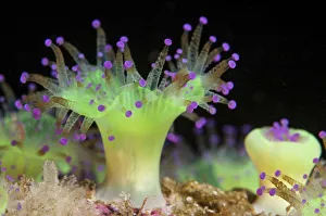 Hebrides Prints: Jewel anemone (Corynactis viridis), North Uist, Outer Hebrides, Scotland, UK, May