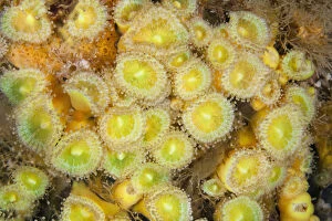 Images Dated 24th January 2013: Jewel Anemones (Corynactis haddoni) Poor Knights Islands, New Zealand, February
